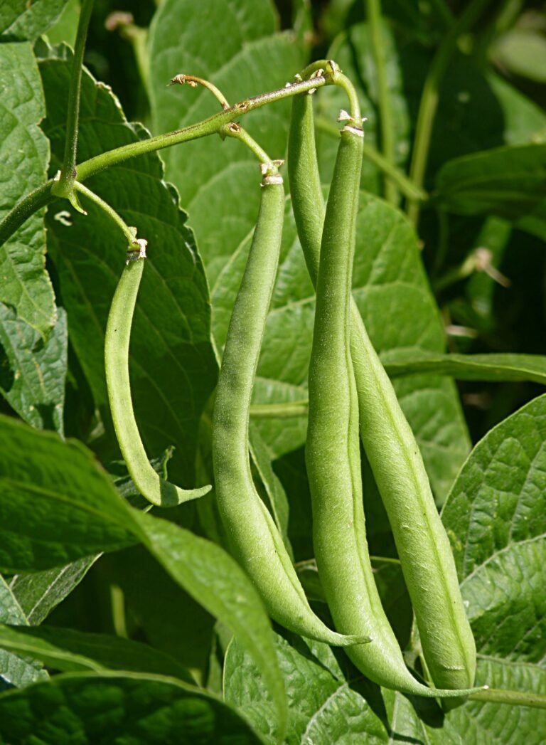bean in Arabic