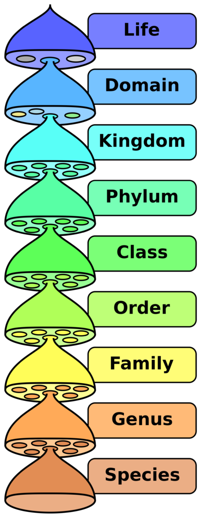 classification-in-arabic-with-pronunciation-arabic-lantern