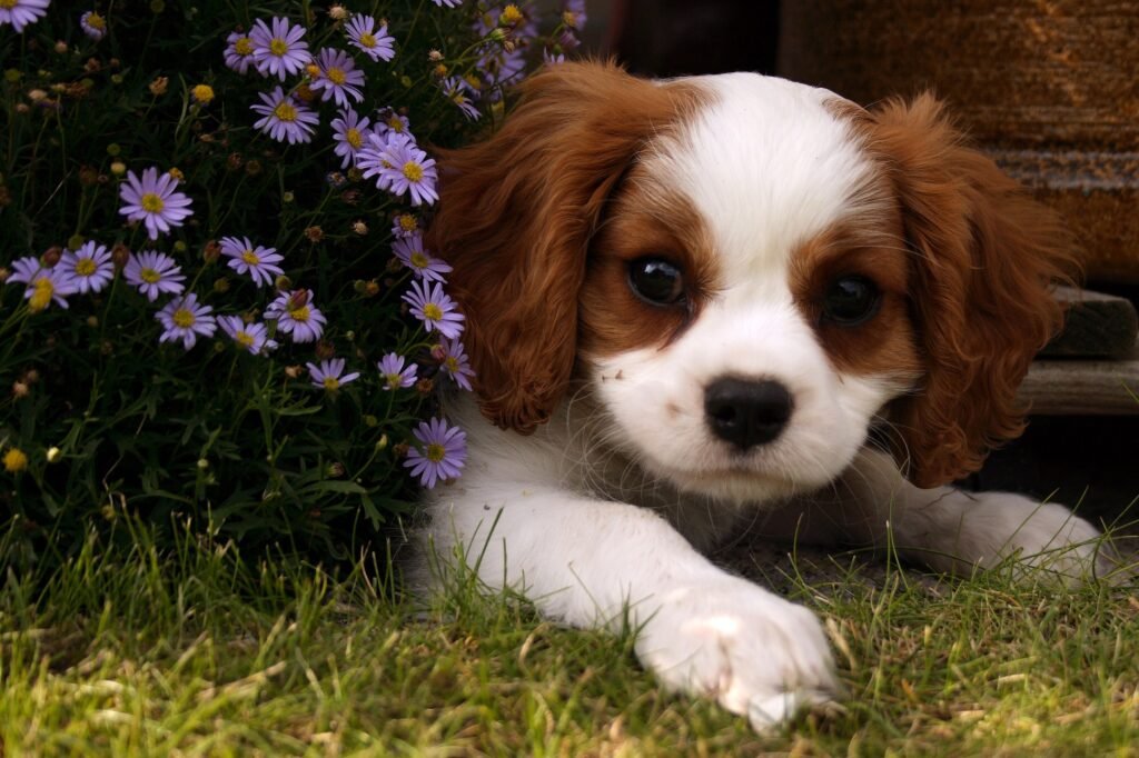 dog-in-arabic-with-pronunciation-arabic-lantern