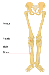 leg in Arabic