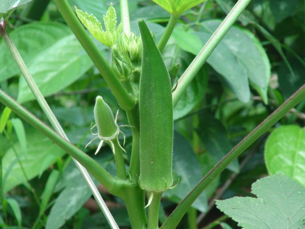 okra-in-arabic-with-pronunciation-arabic-lantern