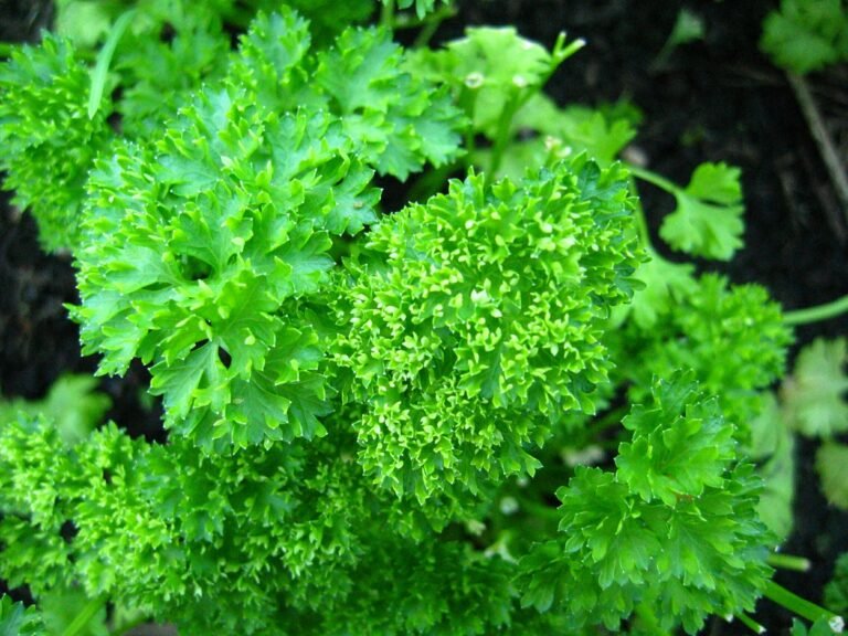 parsley-in-arabic-with-pronunciation-arabic-lantern