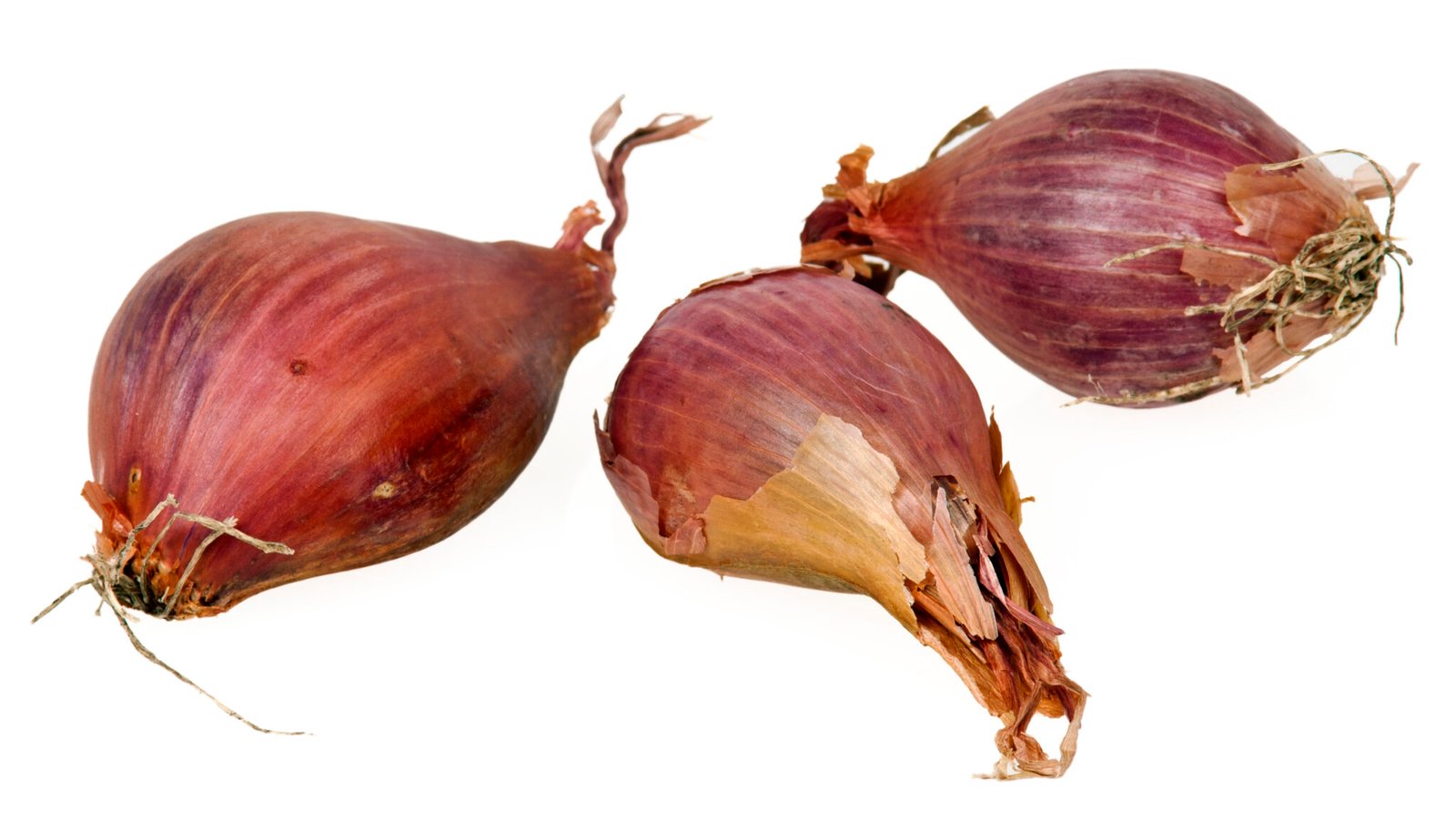 SHALLOTS - Translation in Arabic - bab.la