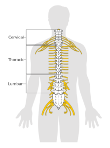 spine in Arabic