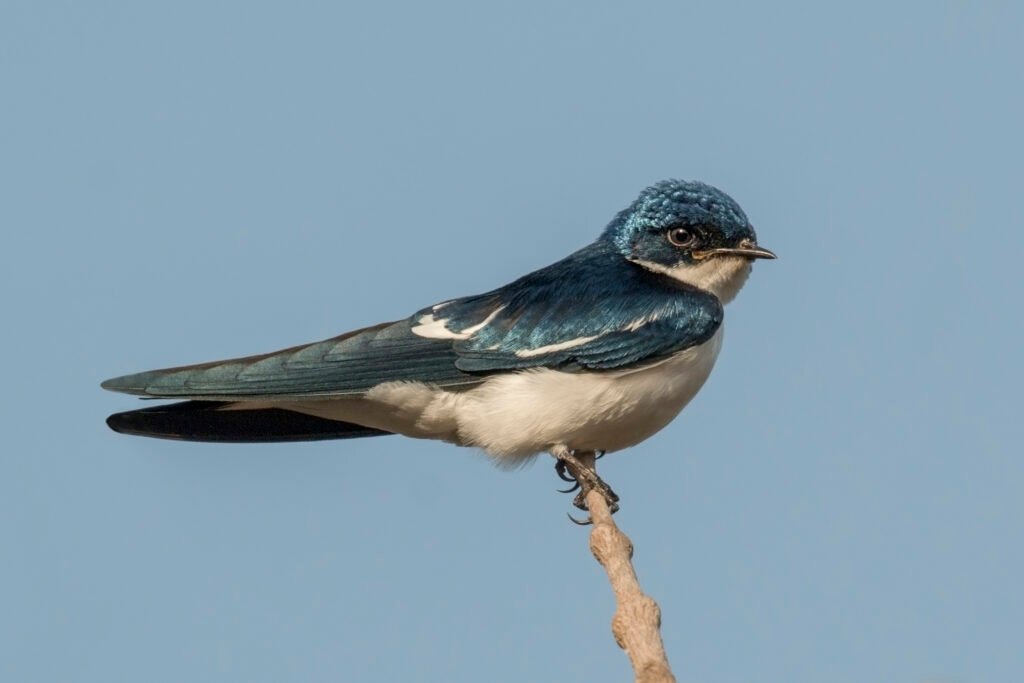 swallow-in-arabic-with-pronunciation-arabic-lantern