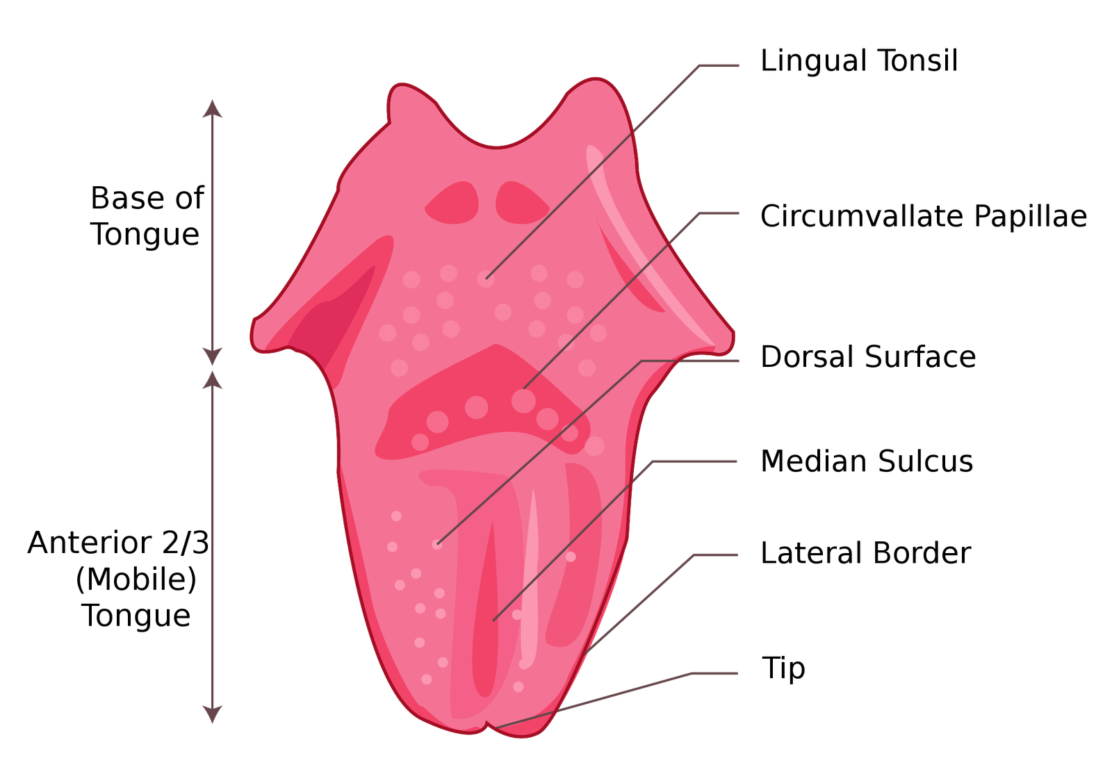 tongue-in-arabic-with-pronunciation-arabic-lantern