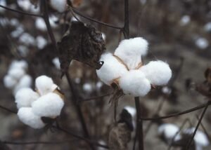 cotton in Arabic