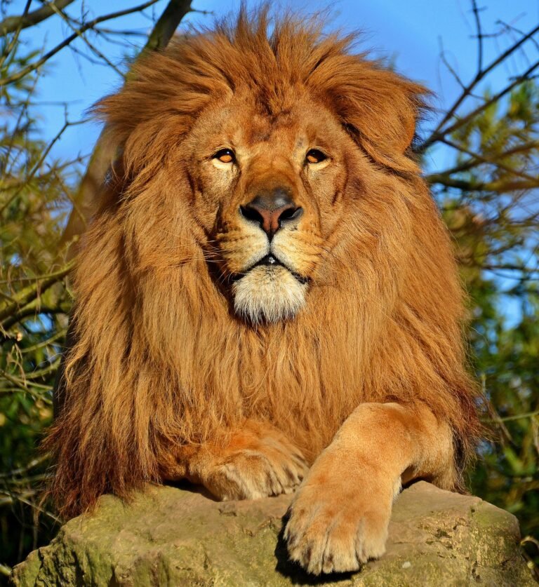 lion in Arabic
