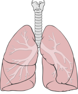 lung in Arabic