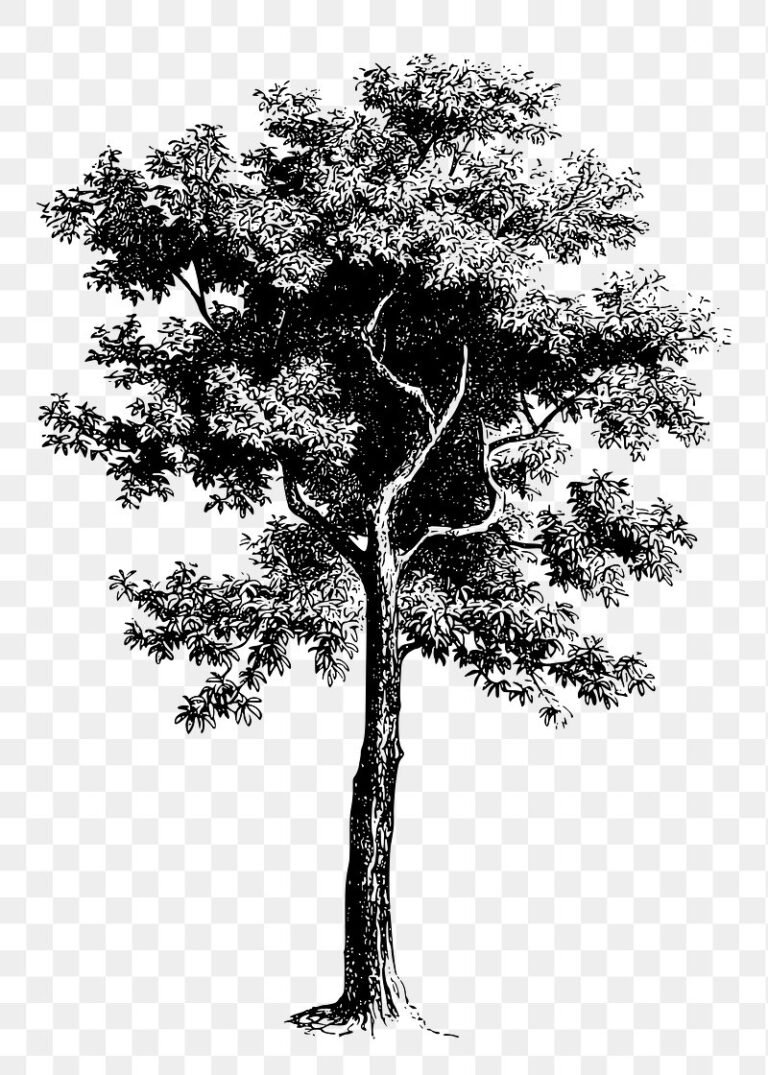 tree in Arabic